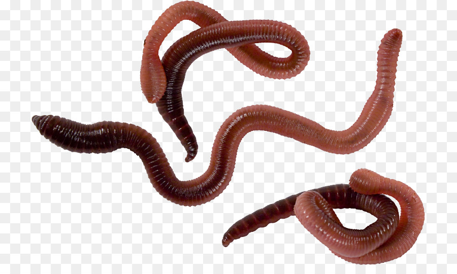 Worm Stock photography - worms png download - 775*523 - Free Transparent Worm png Download.