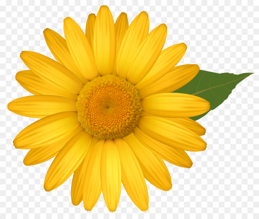 Common daisy Flower Yellow Transvaal daisy Clip art - yellow flowers png download - 6294*5265 - Free Transparent Common Daisy png Download.
