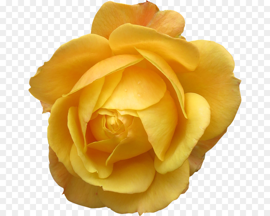Orpington chicken Yellow Flower Rose stock.xchng - Big yellow rose png download - 710*720 - Free Transparent Orpington Chicken png Download.