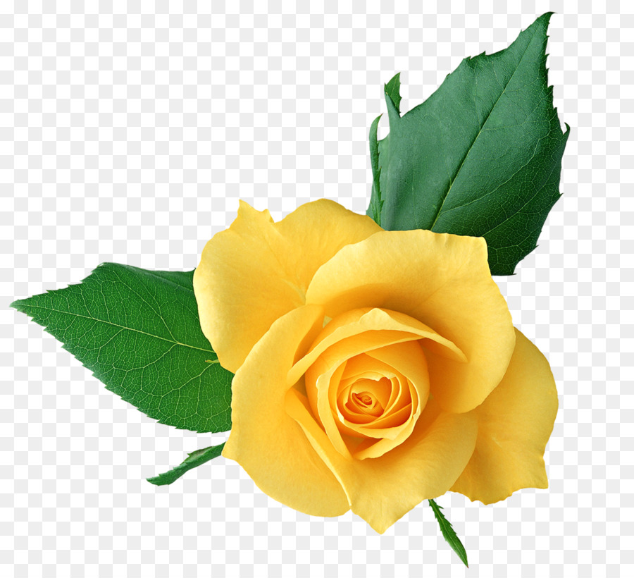Rose Yellow Flower Clip art - yellow rose png download - 1268*1153 - Free Transparent Rose png Download.