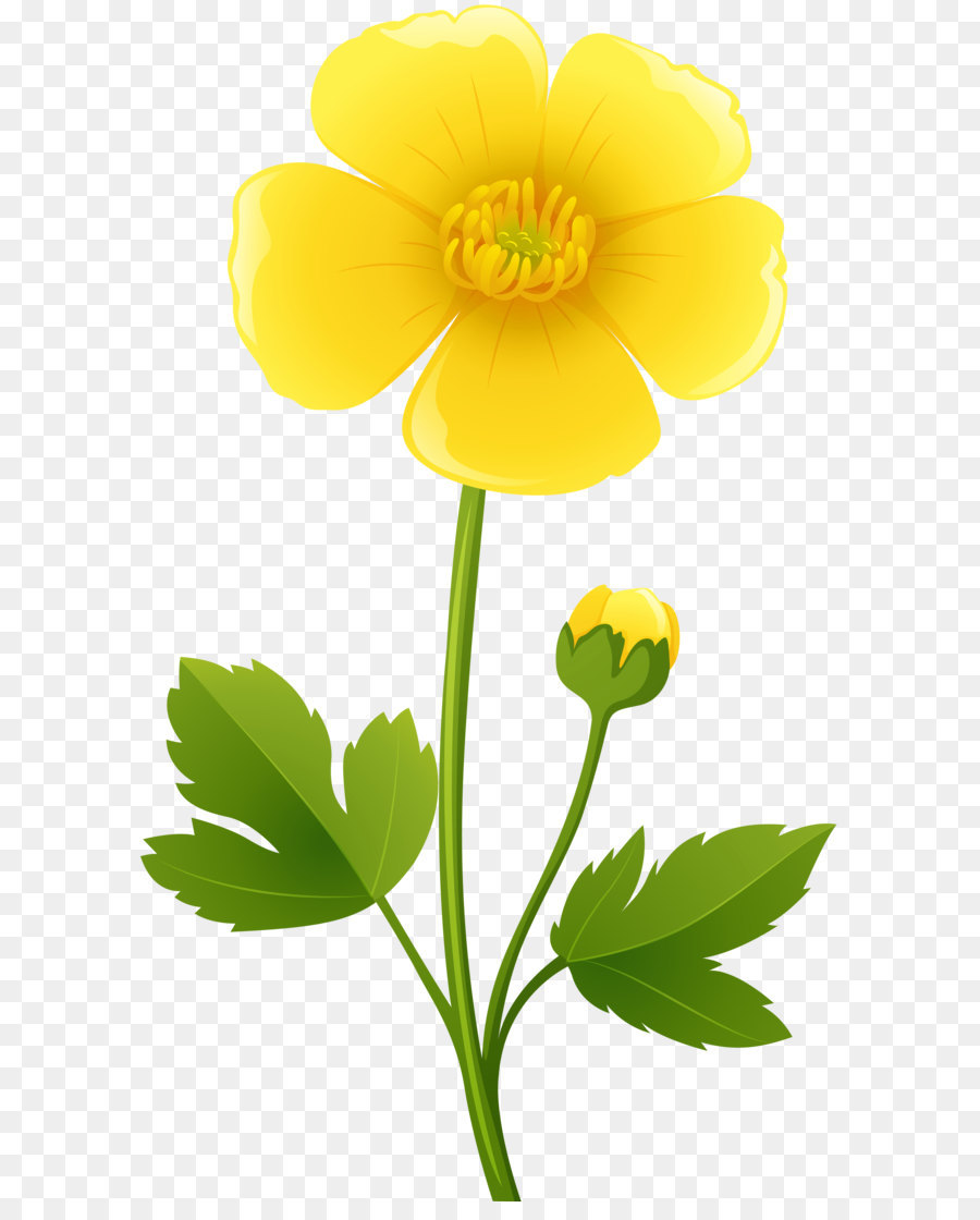 Flower Ranunculus bulbosus Stock photography Yellow Clip art - Yellow Flower Transparent PNG Clip Art Image png download - 3492*5925 - Free Transparent Ranunculus Bulbosus png Download.