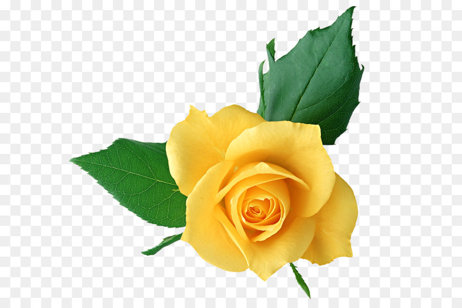 Rose Yellow Clip art - Yellow Rose PNG Transparent Picture png download - 1268*1153 - Free Transparent Rose png Download.