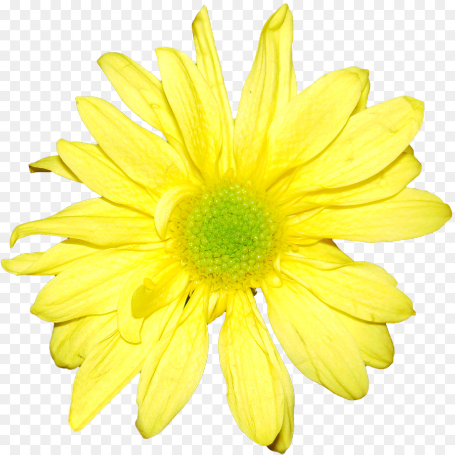 Flower Yellow Chrysanthemum Orange White - yellow flowers png download - 1200*1200 - Free Transparent Flower png Download.