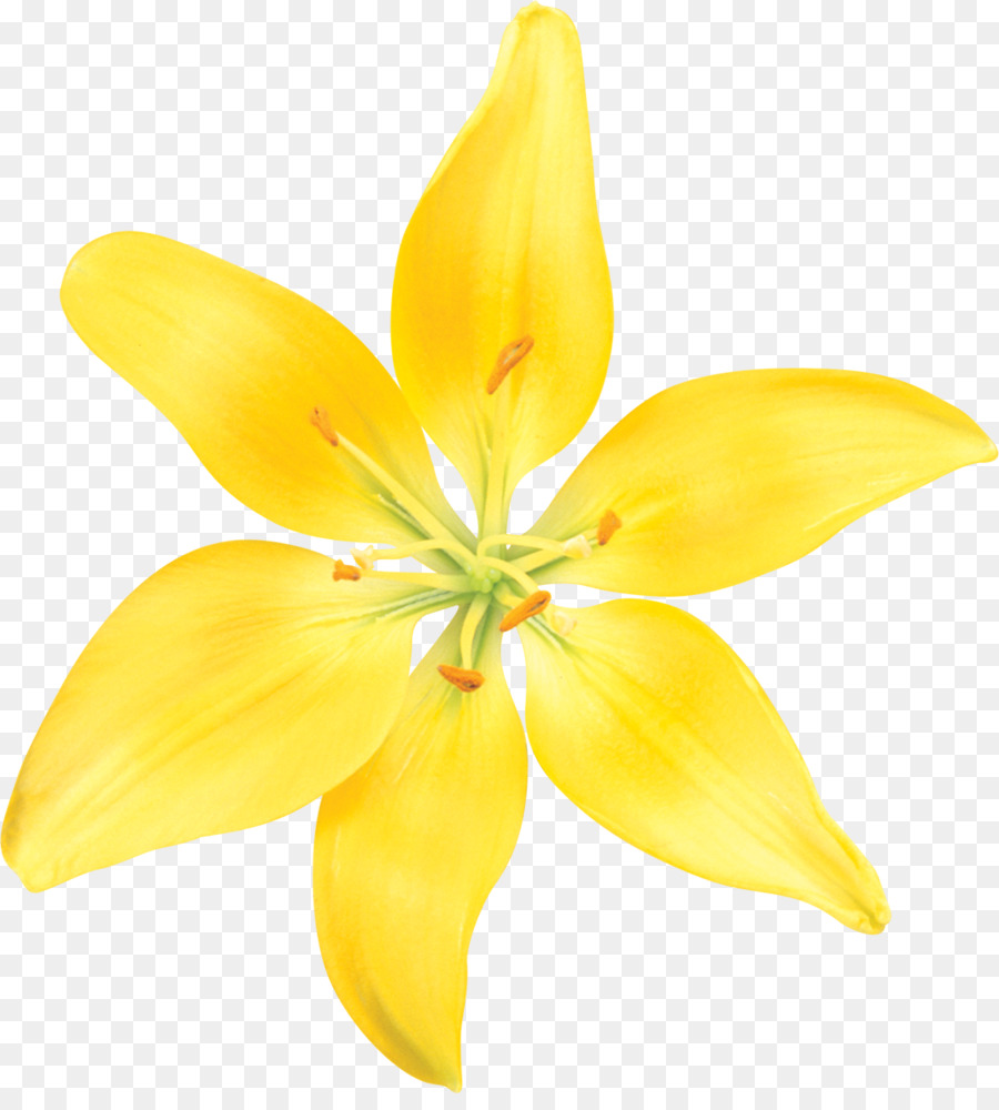 Lilium Yellow Flower Drawing - flower png download - 1096*1200 - Free Transparent Lilium png Download.