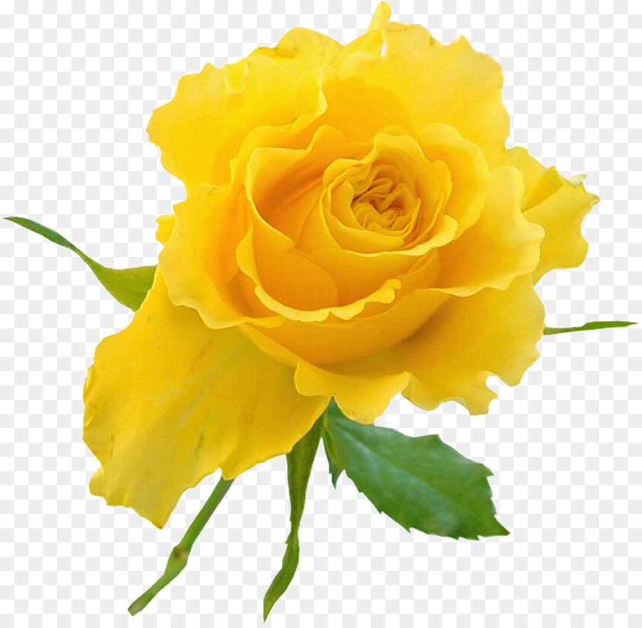 Garden roses Yellow Flower Clip art - yellow rose png download - 1200*1167 - Free Transparent Rose png Download.