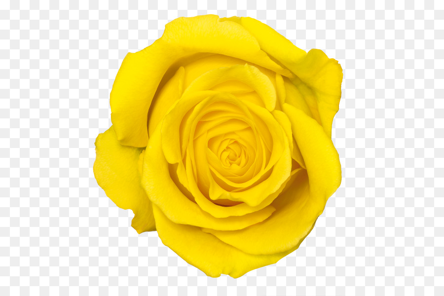 Yellow Rose Flower - Yellow Rose Transparent PNG png download - 600*600 - Free Transparent Yellow png Download.