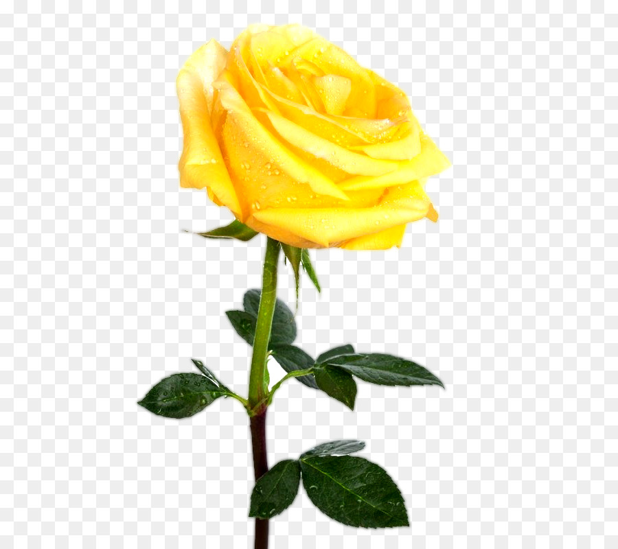 Rose Stock photography Yellow Royalty-free Desktop Wallpaper - yellow rose png download - 533*800 - Free Transparent Rose png Download.