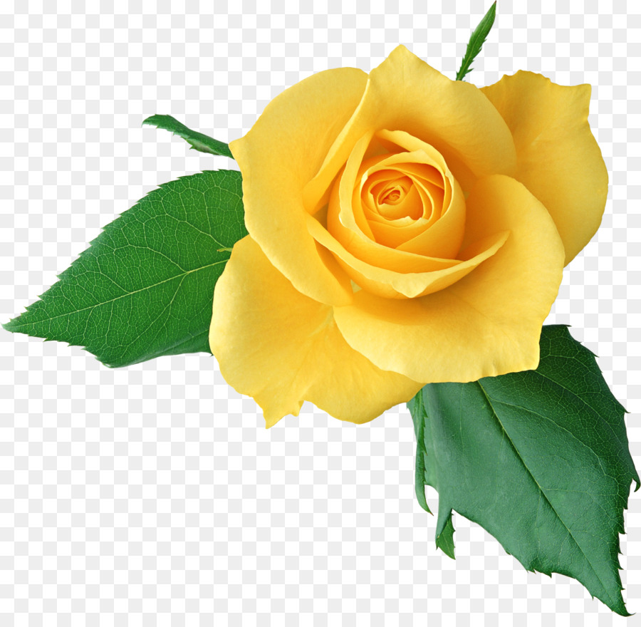Rose Yellow Clip art - Yellow Rose PNG Clipart png download - 2094*2014 - Free Transparent Rose png Download.