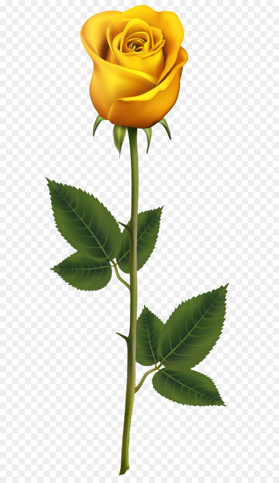 Garden roses Cut flowers Bud Plant stem - Yellow Rose with Stem PNG Transparent Clip Art Image png download - 3375*8000 - Free Transparent Blue Rose png Download.