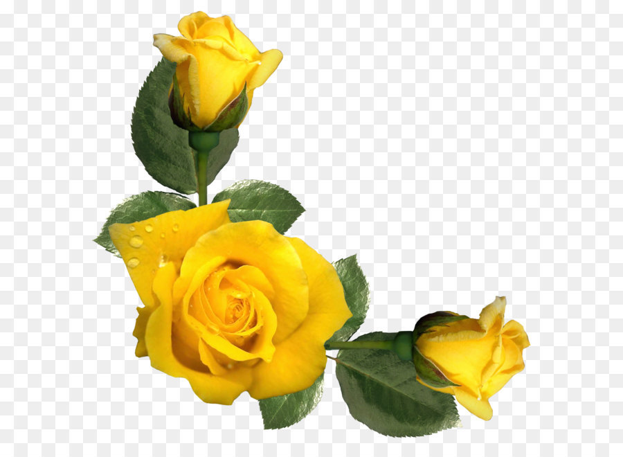 Rose Yellow Flower Clip art - Beautiful Yellow Roses Decor PNG Image png download - 2044*2014 - Free Transparent Rose png Download.