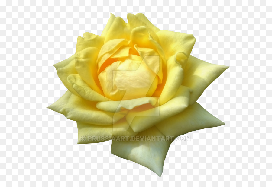 Garden roses Yellow Flower Petal - yellow rose png download - 800*618 - Free Transparent Rose png Download.