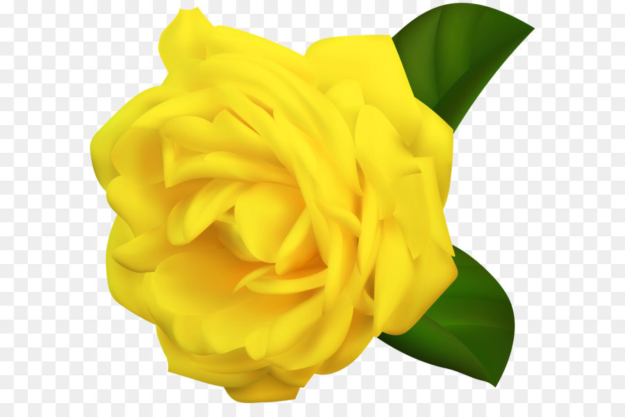 Yellow Garden roses Clip art - Yellow Rose Transparent Clipart Image png download - 6000*5388 - Free Transparent Rose png Download.