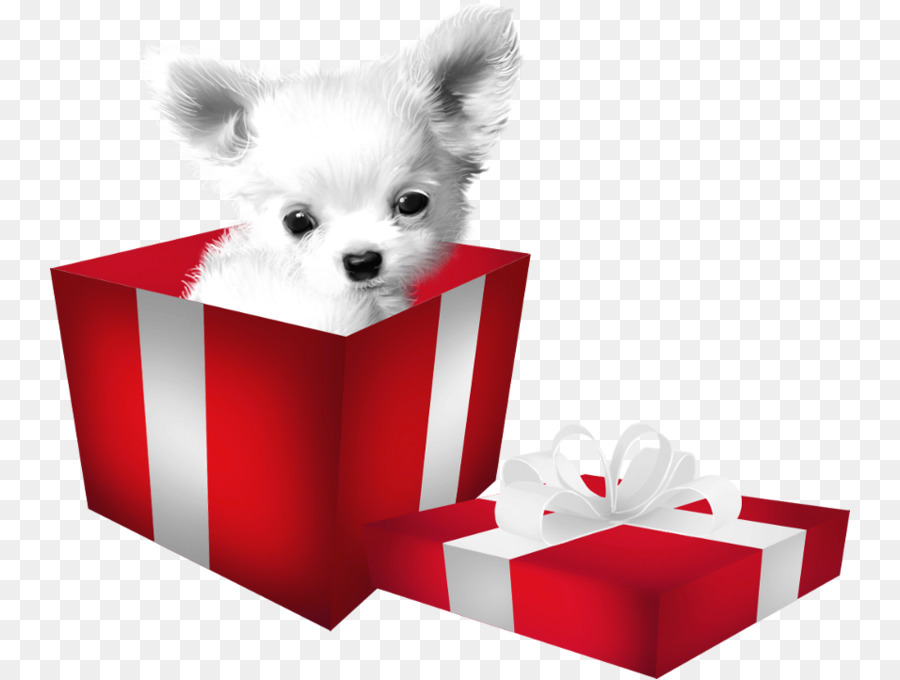 Pomeranian Puppy Companion dog Dog breed - puppy png download - 800*679 - Free Transparent Pomeranian png Download.