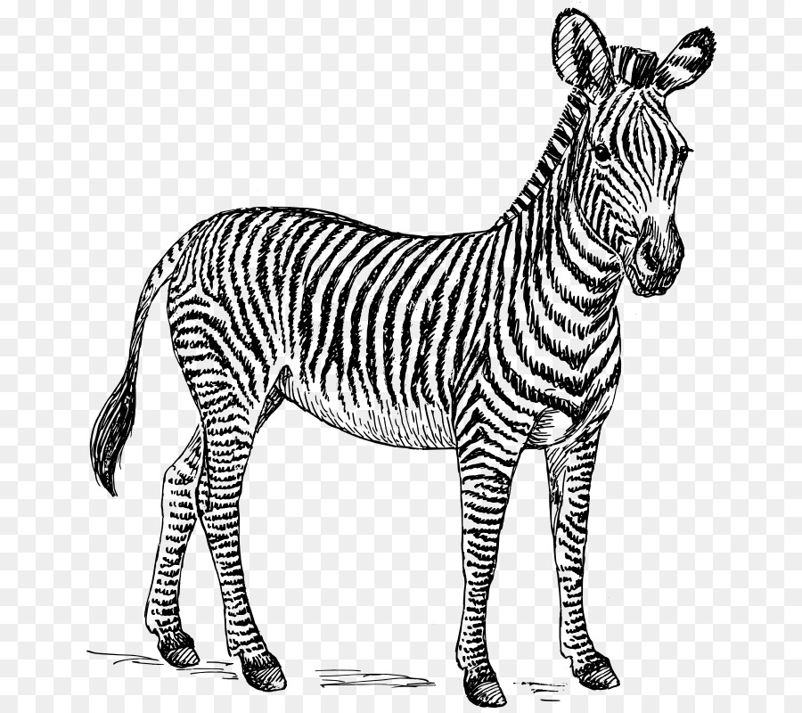 Zebra Clip art - zebra vector png download - 723*800 - Free Transparent Zebra png Download.