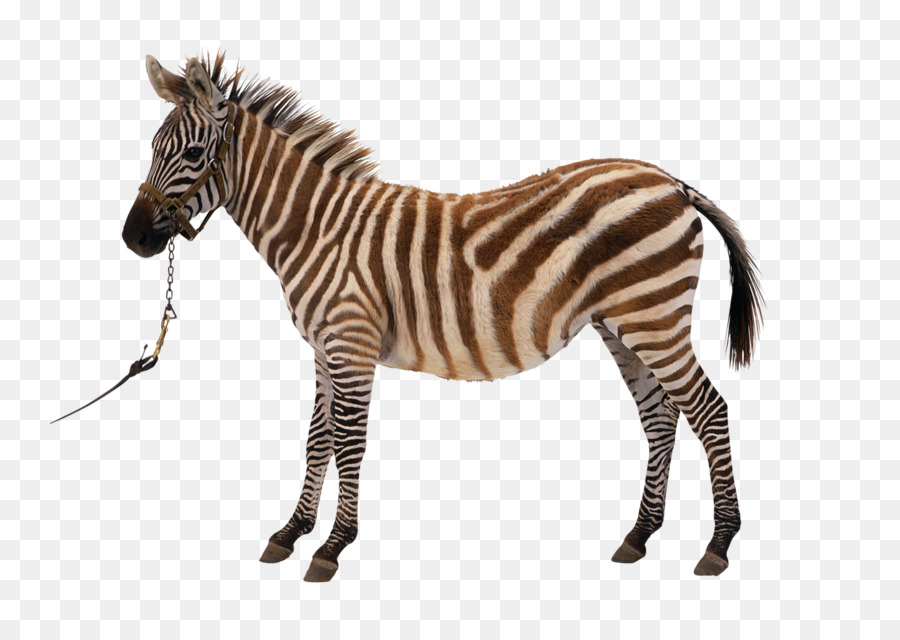 Zebra Silhouette Royalty-free Clip art - Cute zebra png download - 800*627 - Free Transparent Zebra png Download.