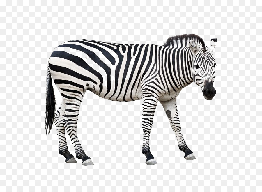 Horse Zebra - Zebra png download - 800*652 - Free Transparent Horse png Download.