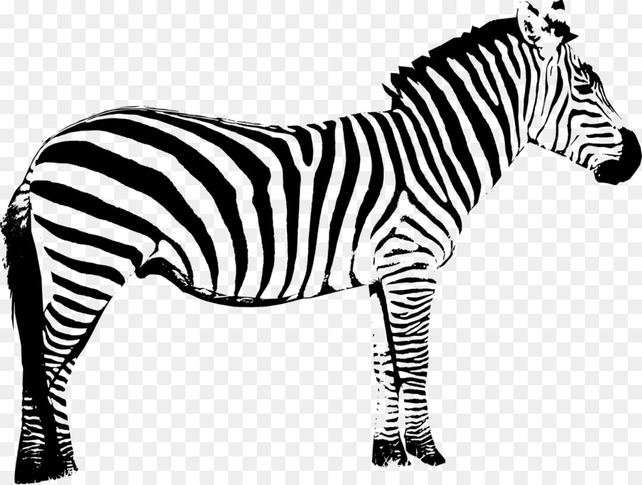 Vector graphics Clip art Zebra Silhouette Illustration -  png download - 1280*966 - Free Transparent Zebra png Download.