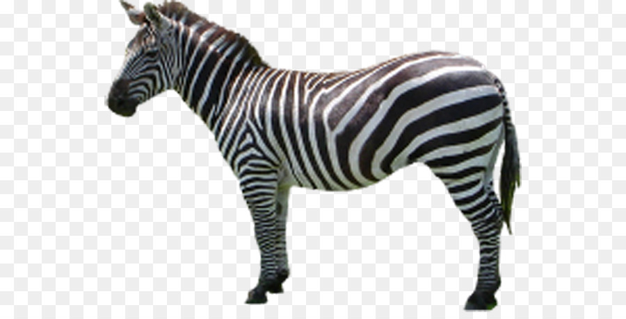 Horse Zebra Icon - Zebra side png download - 600*450 - Free Transparent Horse png Download.