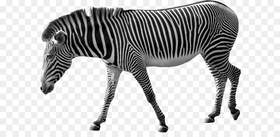 Zebra Clip art - Zebra PNG image png download - 1725*1130 - Free Transparent Zebra png Download.