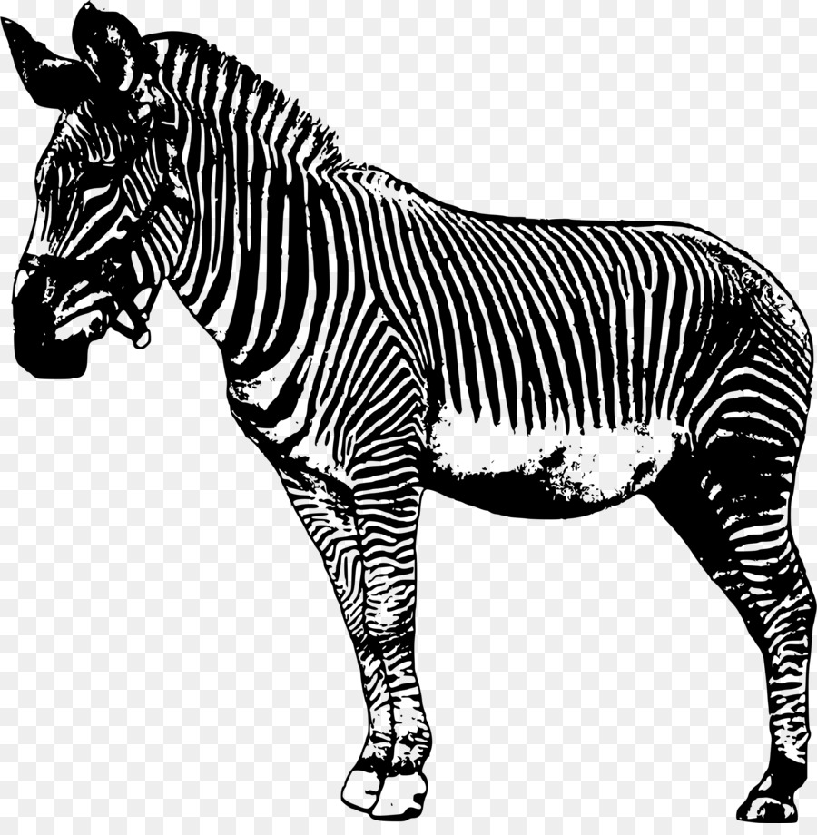Zebra Drawing Clip art - zebra png download - 2382*2400 - Free Transparent Zebra png Download.