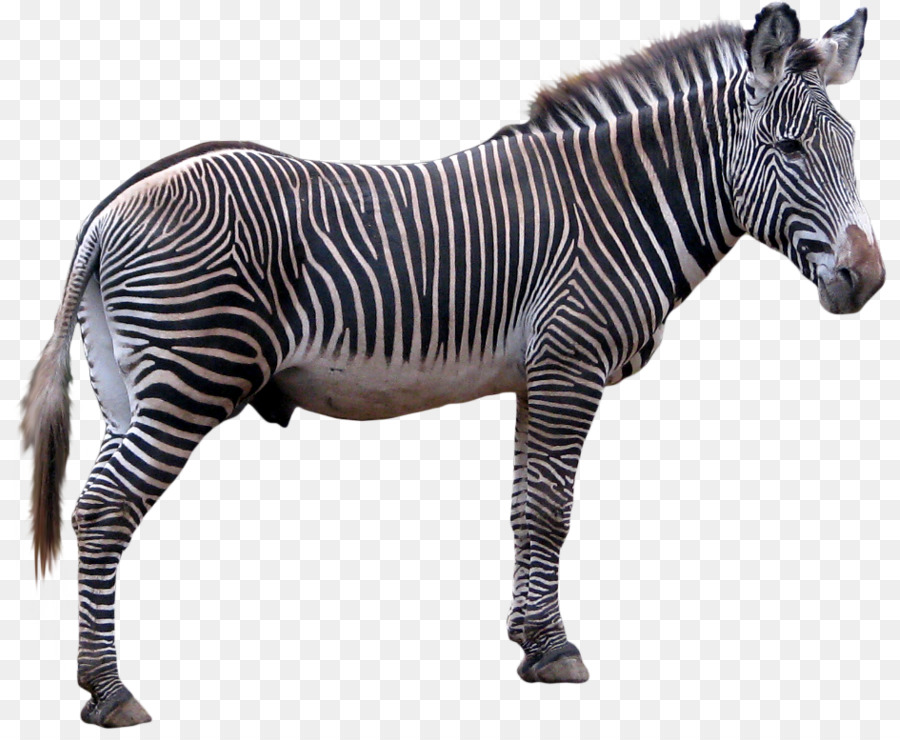 Zebra Technologies Clip art - zebra png download - 874*730 - Free Transparent Zebra png Download.