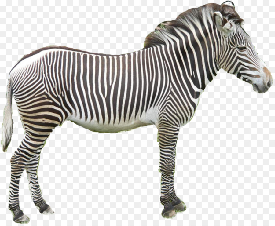 Quagga Horses Zorse Zebra - Zebra Vector png download - 1212*991 - Free Transparent Quagga png Download.