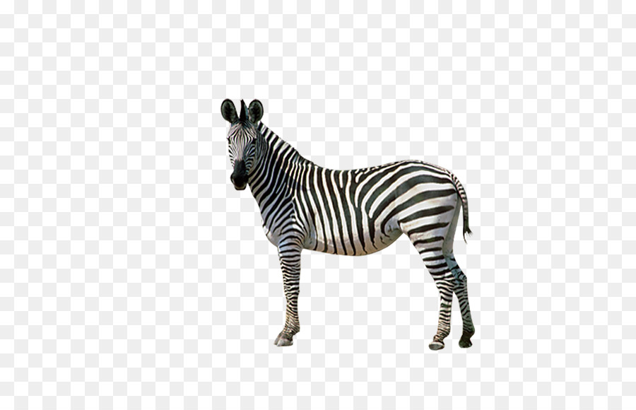 Horses Zebra Donkey - Zebra back png download - 564*572 - Free Transparent Horse png Download.