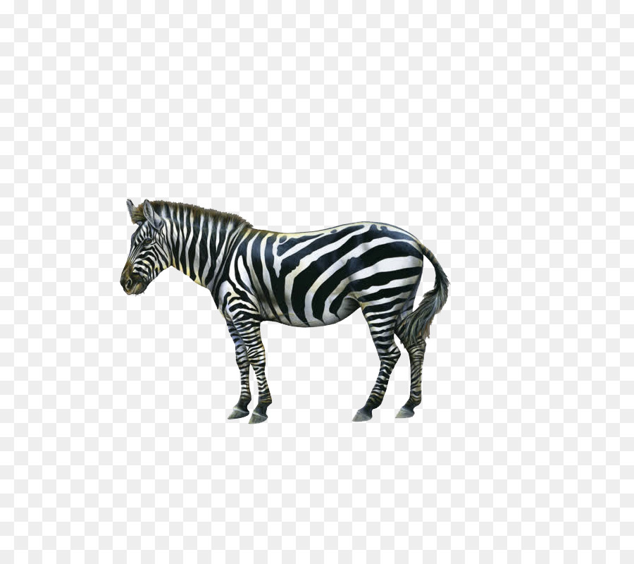 Zebra Icon - zebra png download - 800*800 - Free Transparent Zebra png Download.