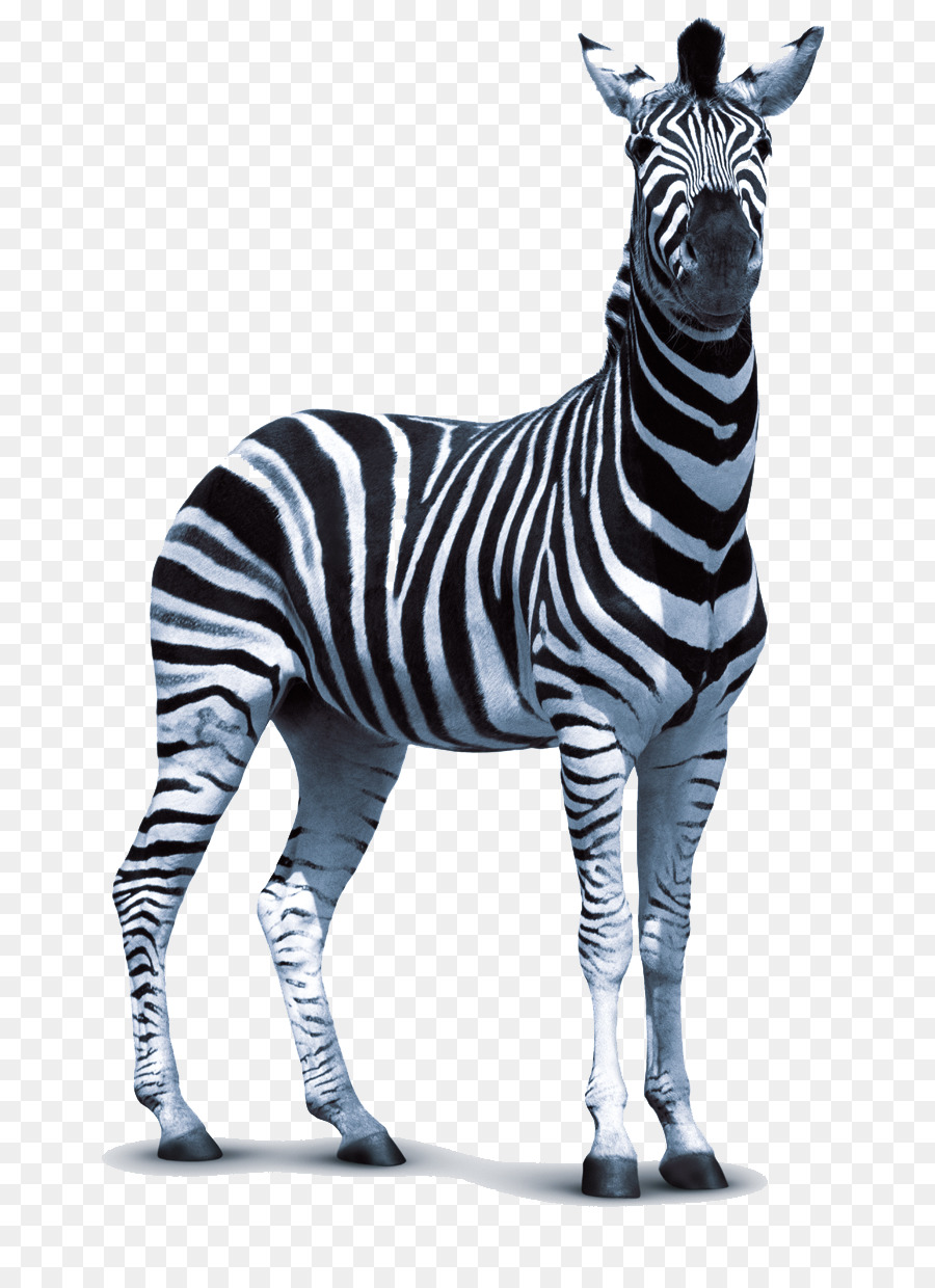 Zebra Technologies Clip art - Zebra PNG Transparent Images png download - 797*1232 - Free Transparent Zebra png Download.