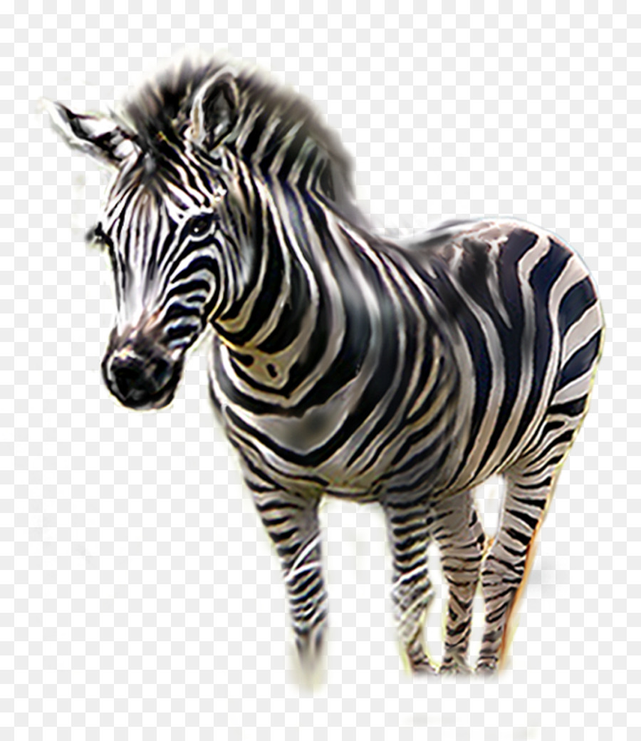 Zebra - zebra png download - 1300*1500 - Free Transparent Zebra png Download.