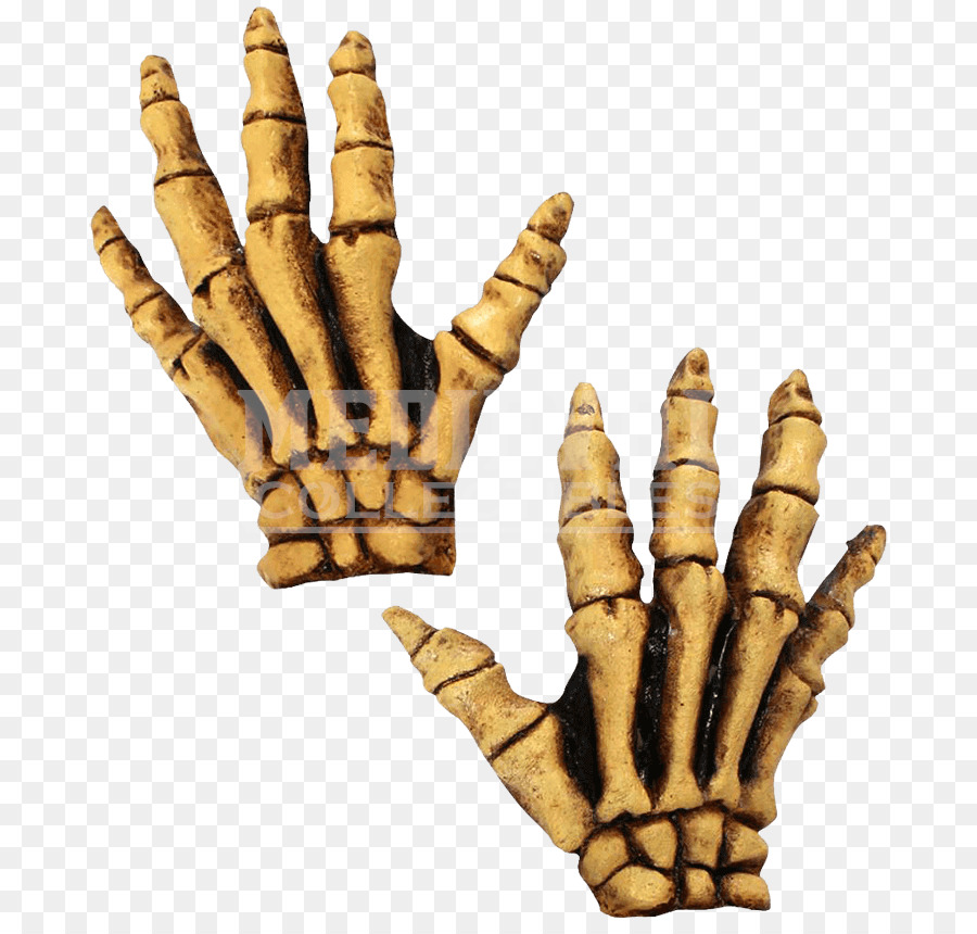 Human skeleton Glove Costume Bone - Skeleton png download - 850*850 - Free Transparent Skeleton png Download.