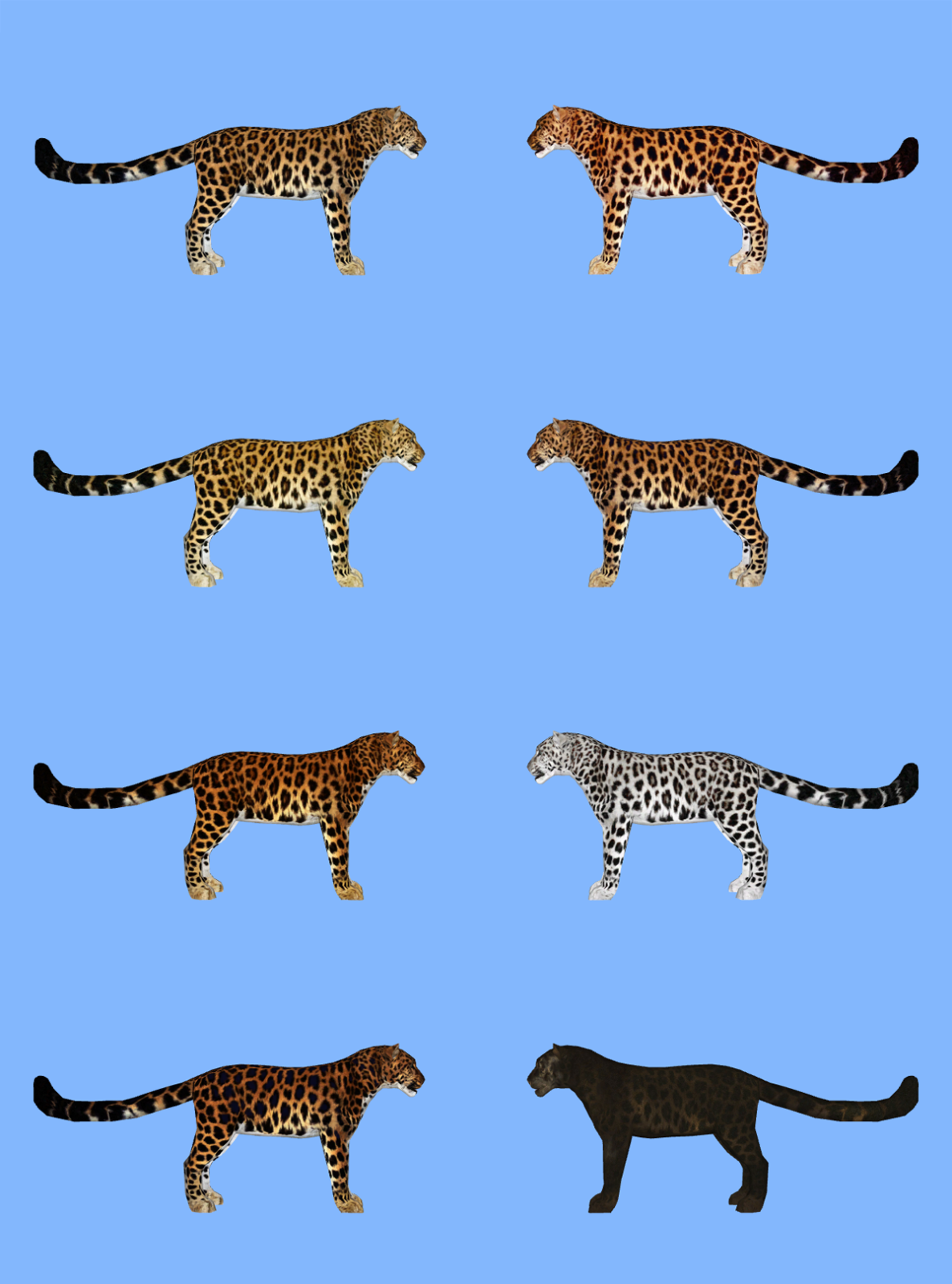 Гепард и леопард. Гепард леопард Ягуар. Леопард гепард Ягуар и Ягуар. Ягуар и леопард отличия. Гепард и леопард и Ягуар и пантера.