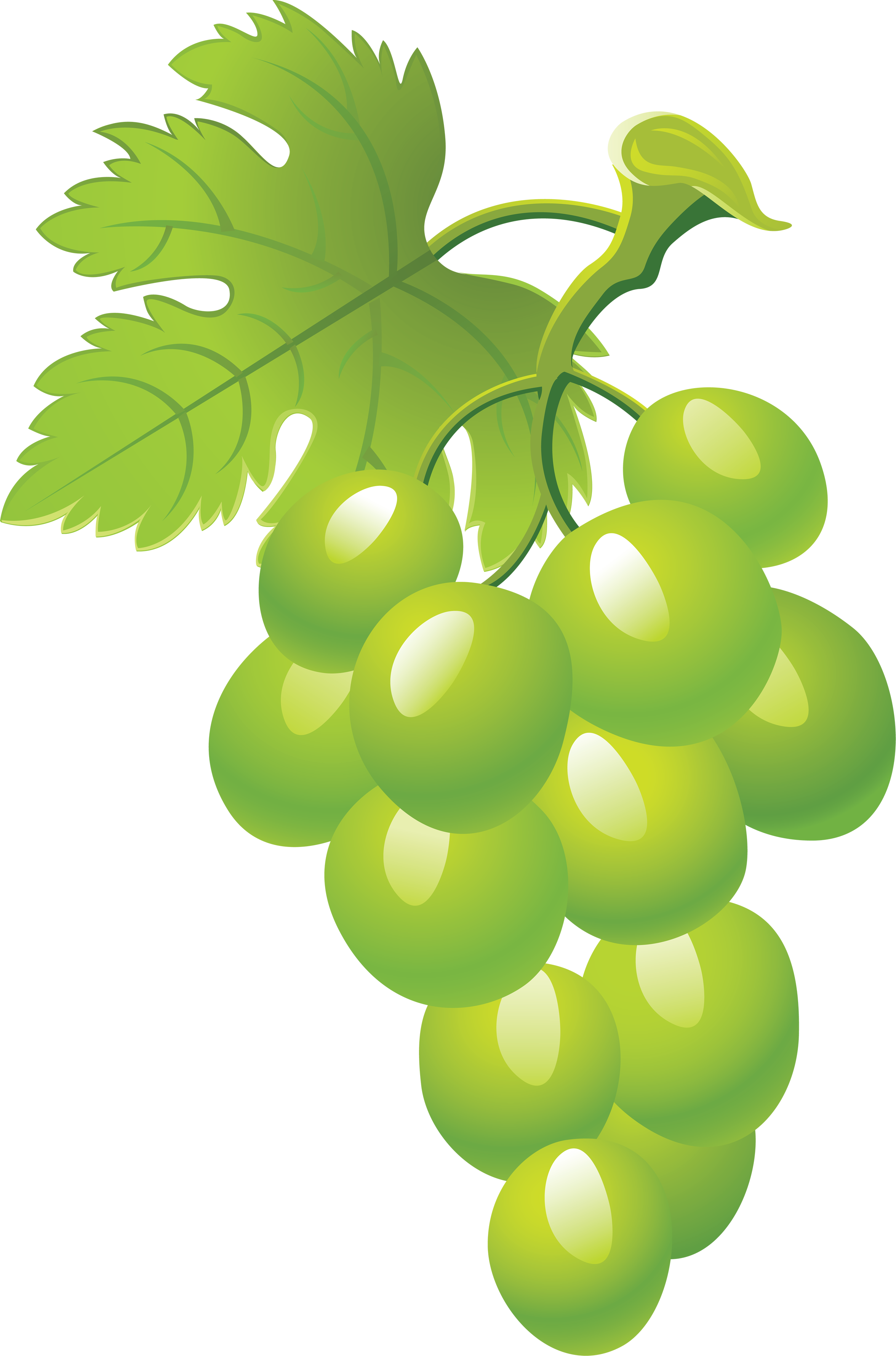 Free White Grapes Cliparts, Download Free White Grapes Cliparts png ...