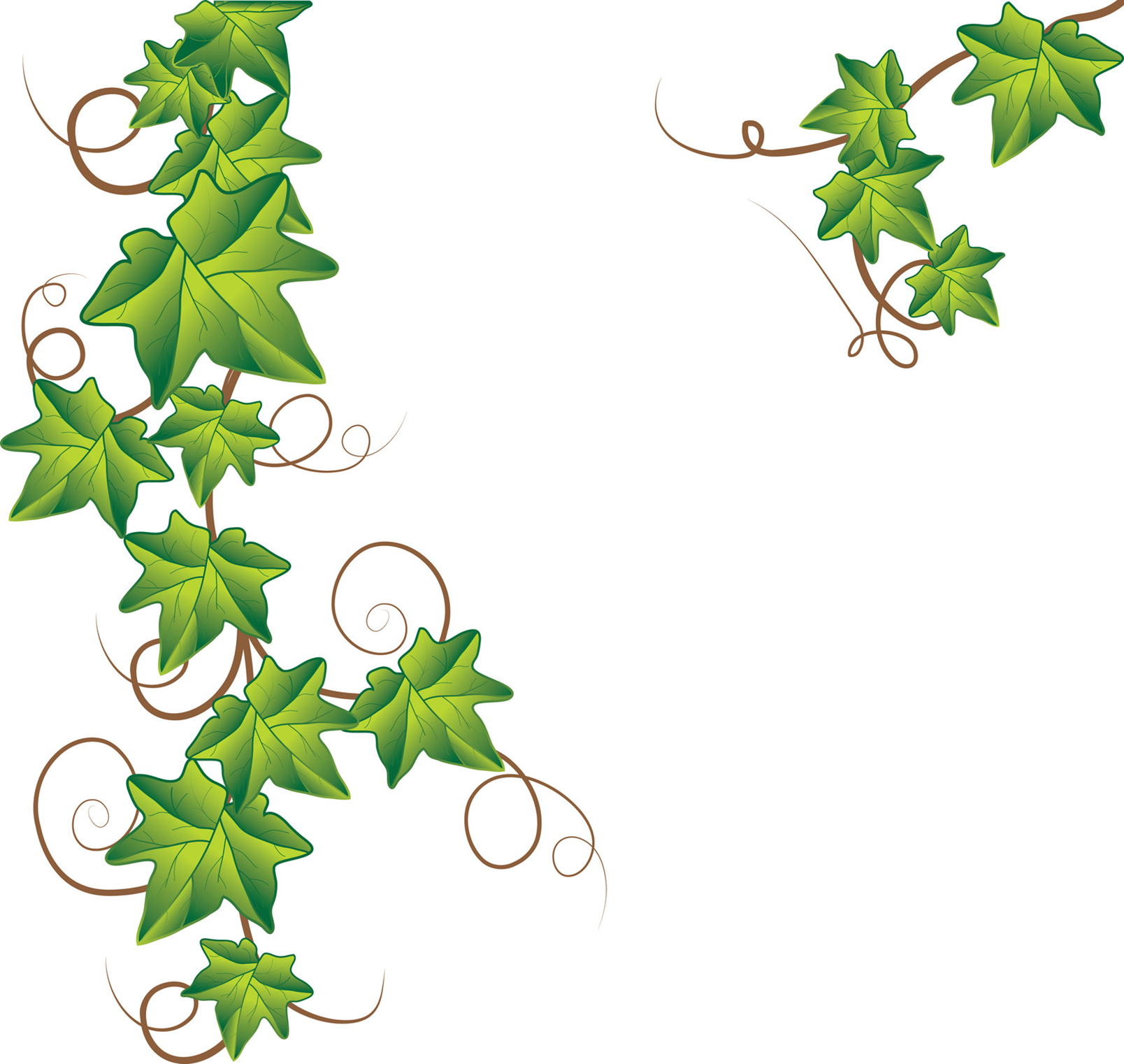 Irish ivy leaf art clipart 