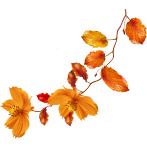 transparent fall flowers png - Clip Art Library