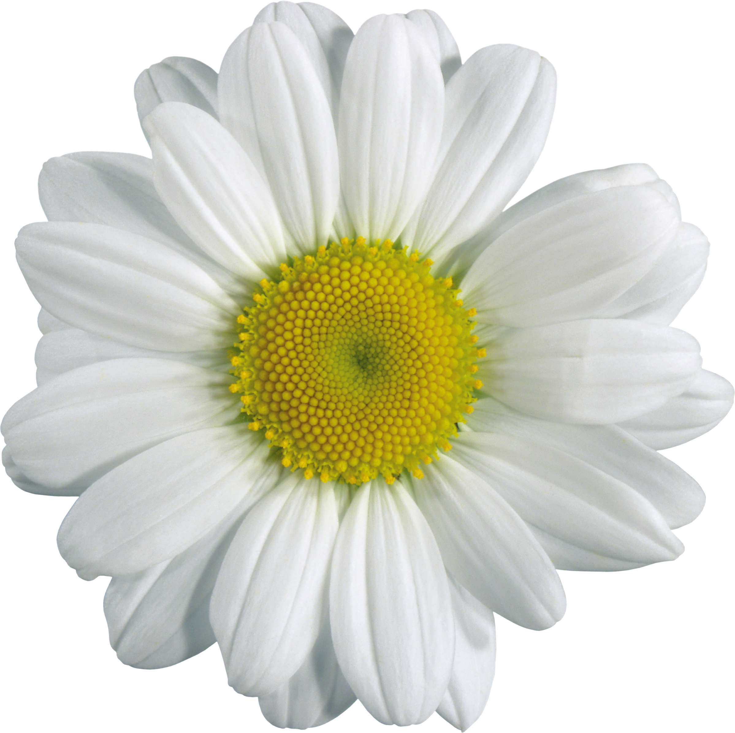 Camomile PNG image, free picture flower download 