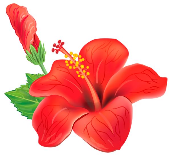 Free Tropical Flowers Cliparts, Download Free Tropical Flowers Cliparts ...