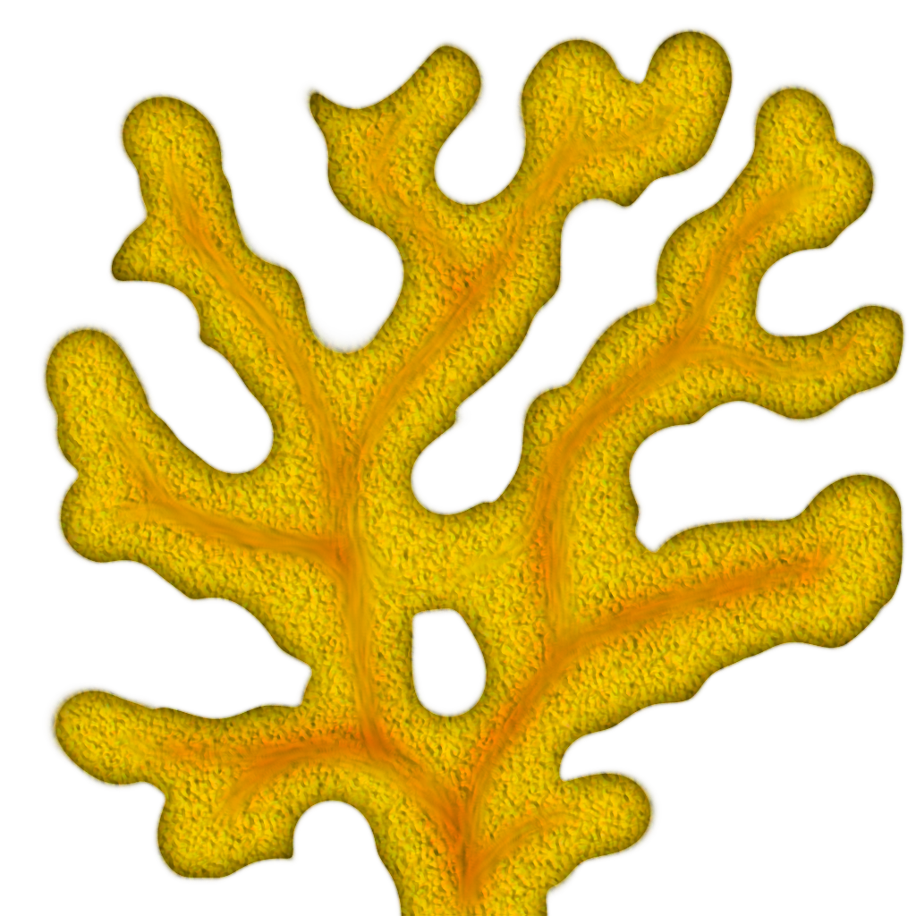 Coral clipart png 