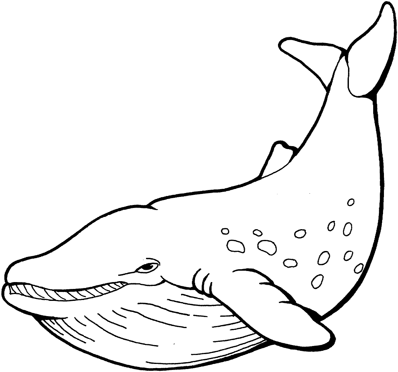Cartoon Beluga Whale 