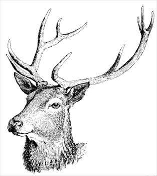 Buck Head 