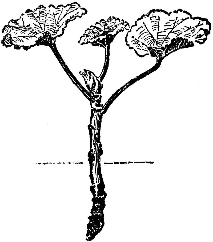 Geranium Cutting 