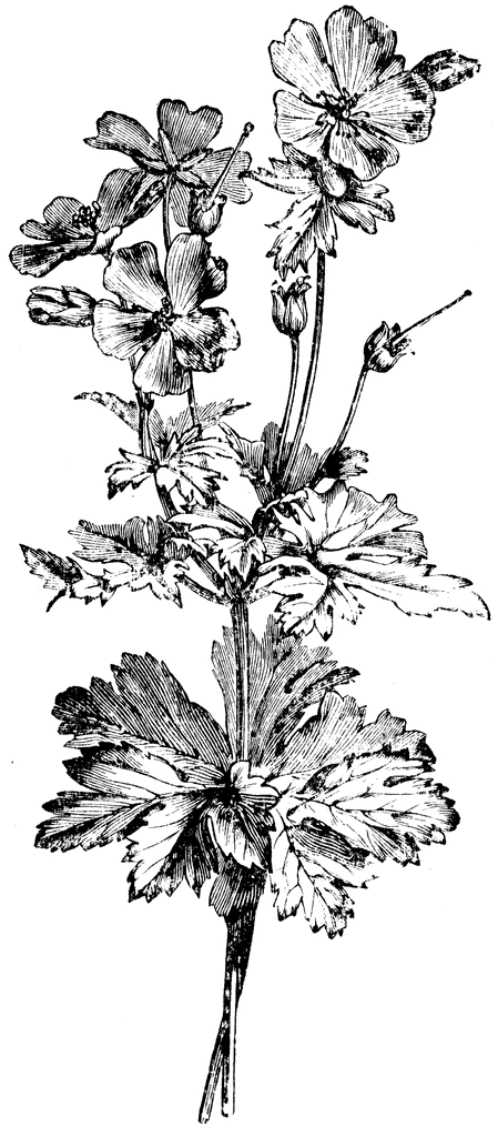 Flowering Branch of Geranium Ibericum Platypetalum 