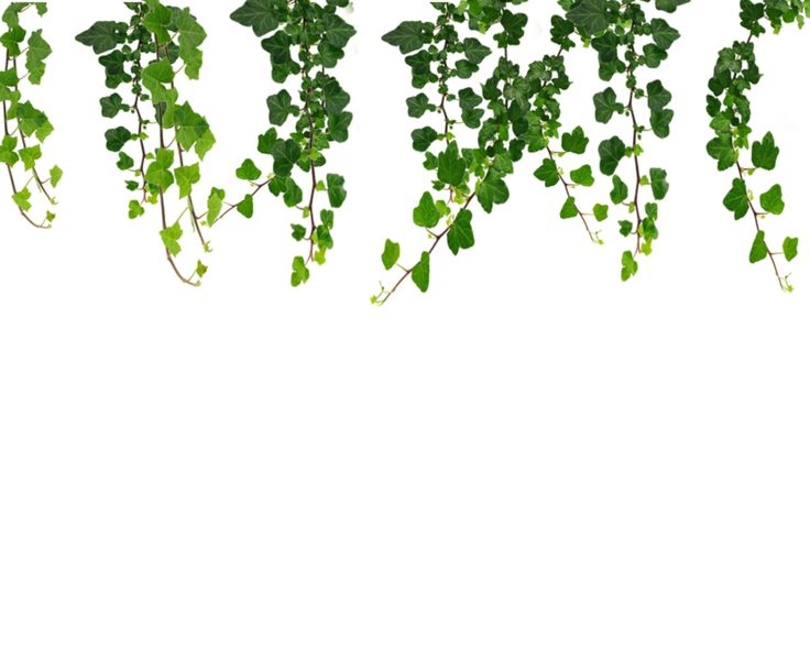 Free Vines Transparent Background, Download Free Vines Transparent  Background png images, Free ClipArts on Clipart Library