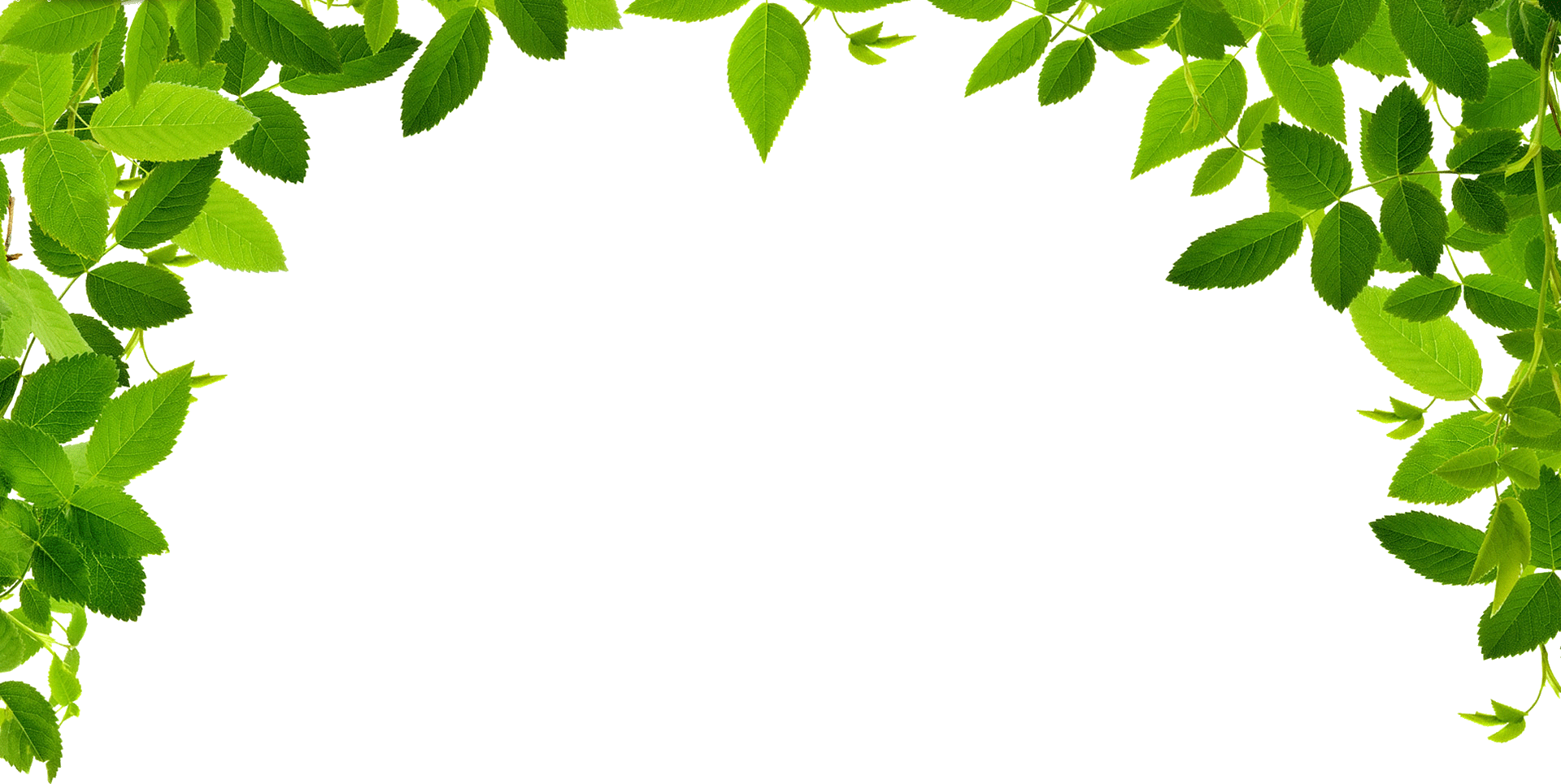 Green leaves clipart. Free download transparent .PNG