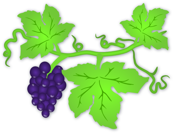 Transparent grape vines clipart 