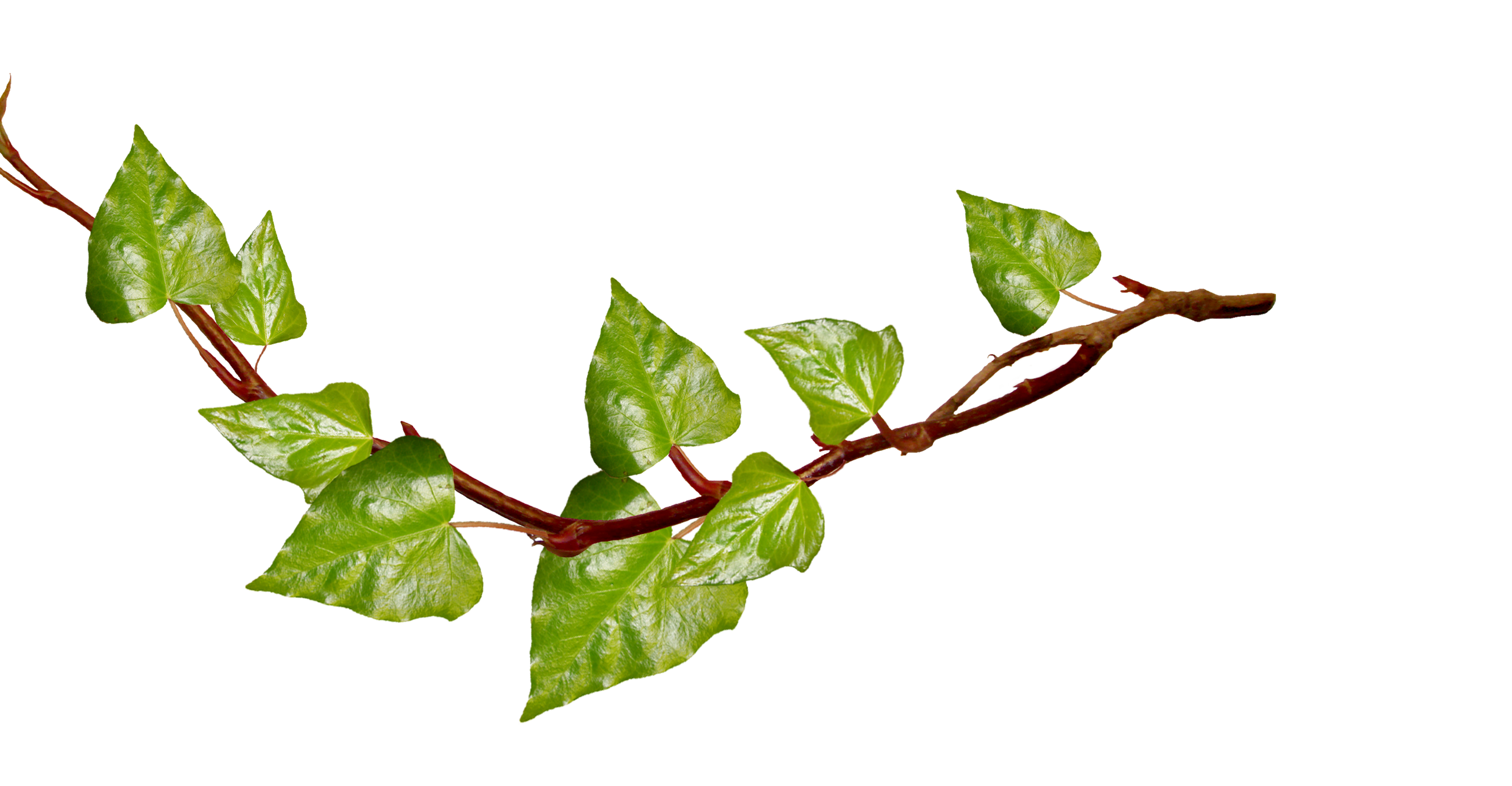 Free green leaves branches clipart transparent background 