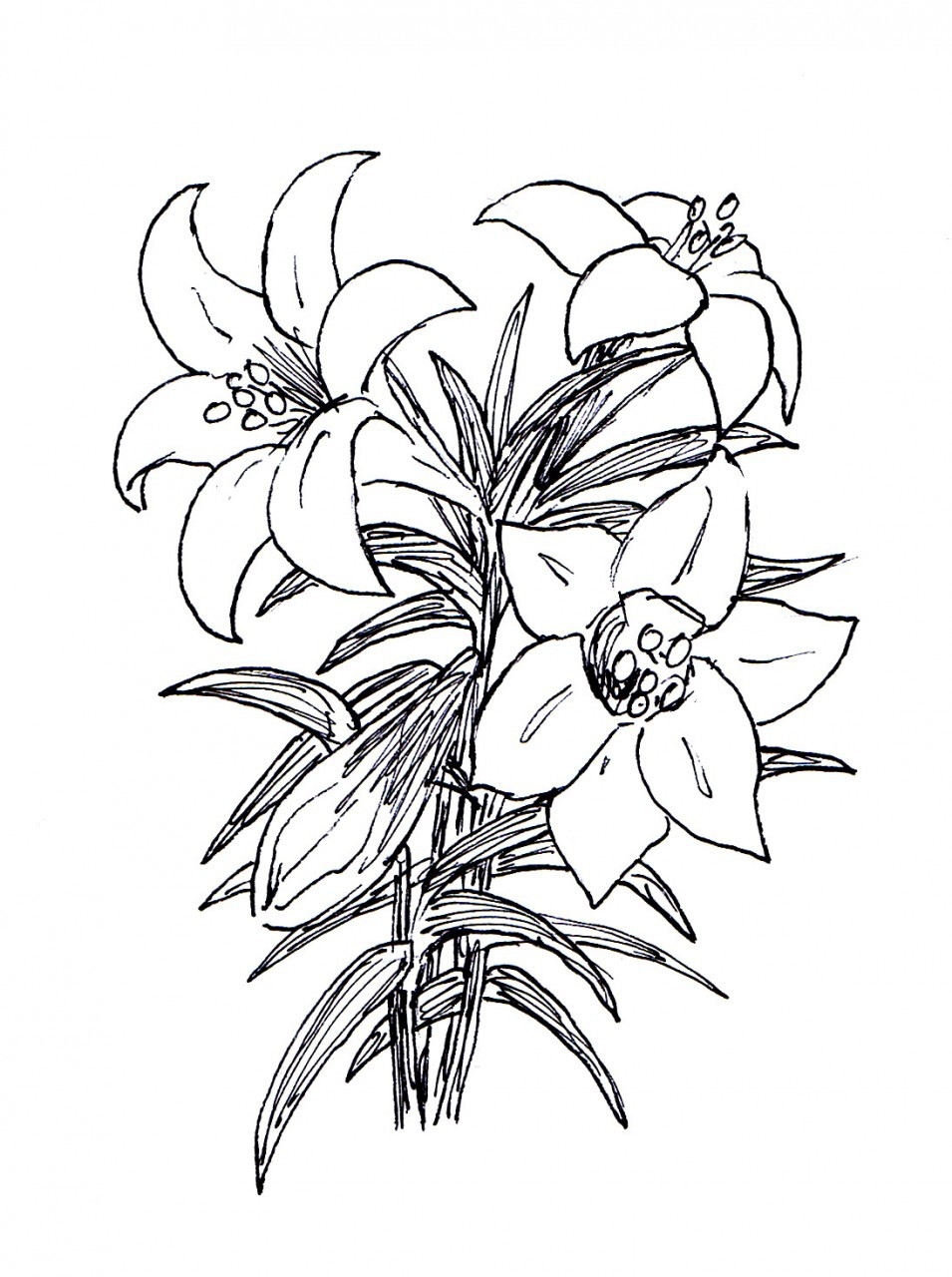 Easter Lily Clipart Black And White 
