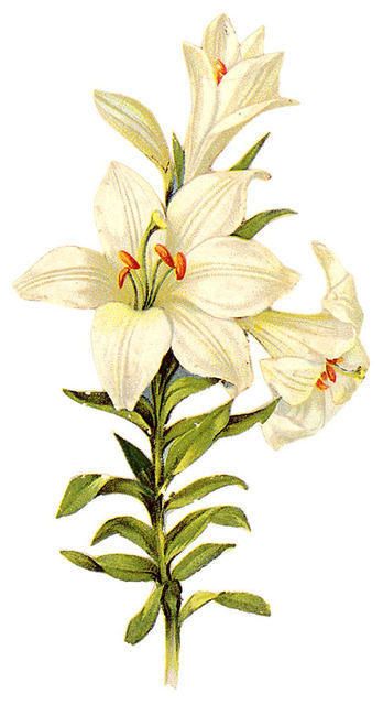 Easter lilies free clipart