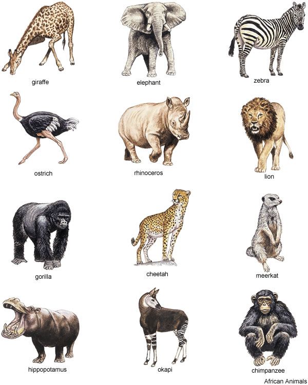 Clipart african animals 
