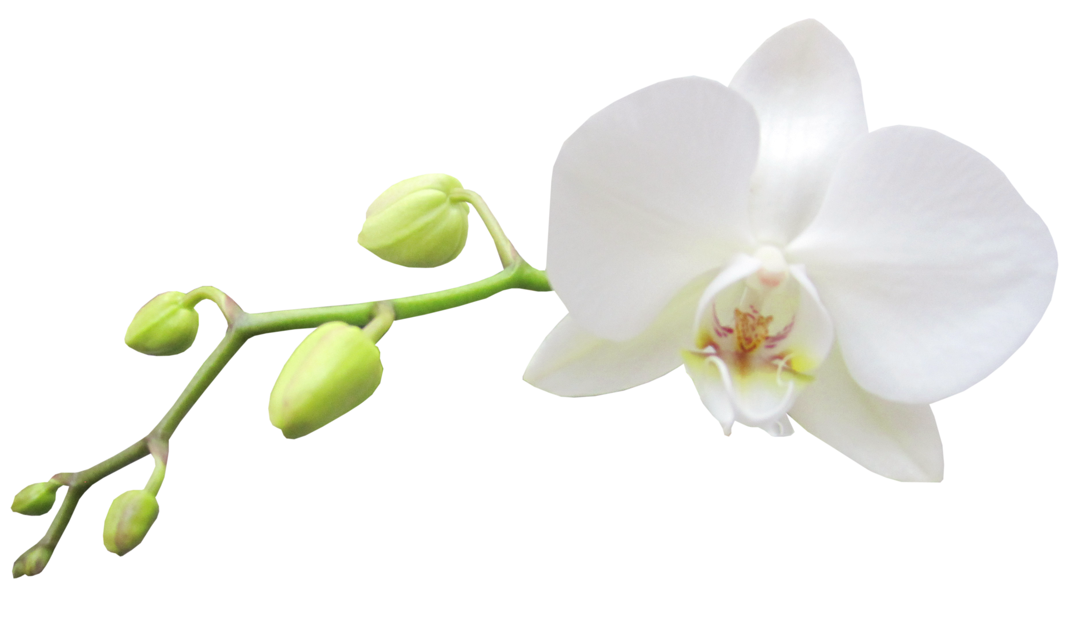 Orchid Image Free 